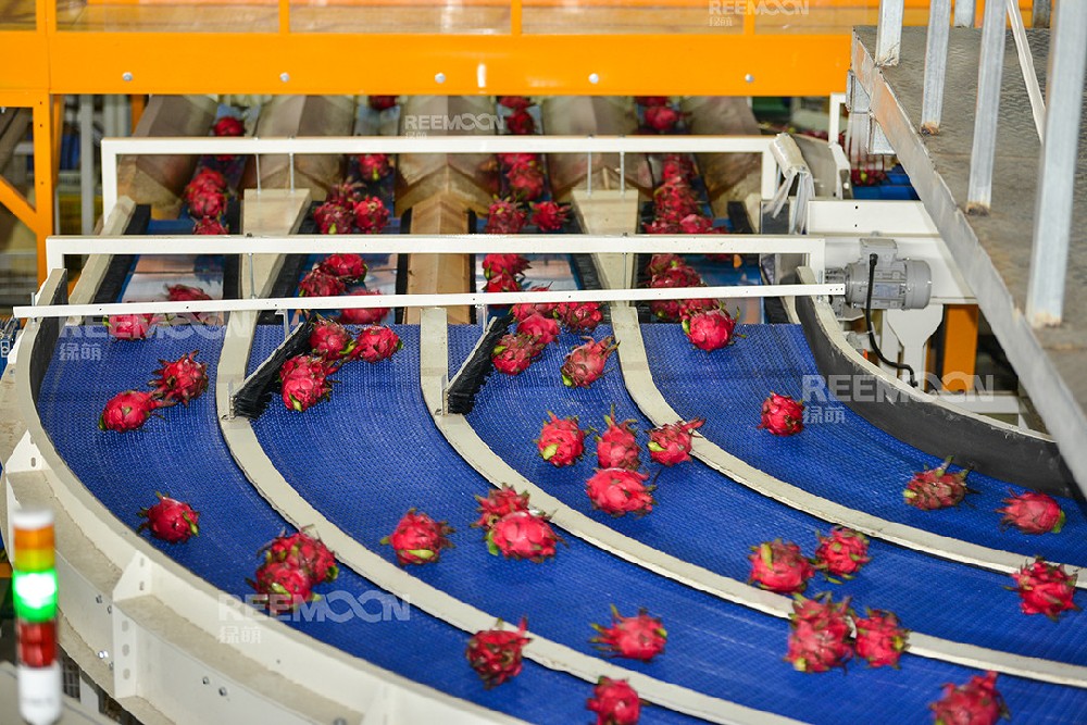 綠萌是火龍果分選設(shè)備國家高新技術(shù)企業(yè)，可進行重量、大小、顏色、瑕疵外觀視覺分選，無損檢測糖度，甜度，酸度、空心、浮皮、褐變、果肉損傷、霉心病等內(nèi)部指標，提供智能全自動火龍果分選機,火龍果分選設(shè)備,火龍果選果機,火龍果選果設(shè)備,火龍果分級機,火龍果分揀機,火龍果大小稱重分選方案和價格,