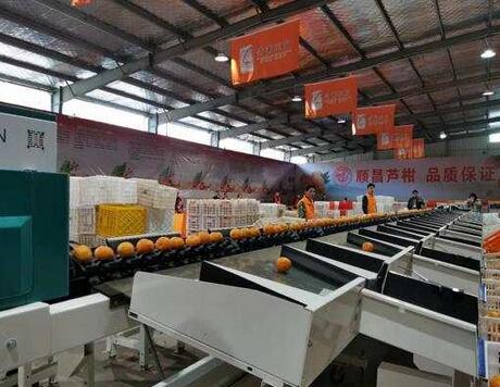 綠萌是柑橘智能分選設(shè)備國家高新技術(shù)企業(yè),對柑橘采后處理提供全套解決方案。綠萌柑橘分選機可進行大小重量分級、外觀顏色分選。提供全自動柑橘分選設(shè)備,柑橘選果機,智能柑橘分選機,全自動柑橘分選機,柑橘分級機,小型柑橘分選機，柑橘分級機,柑橘稱重分選機,柑橘重量分選機,柑橘大小分選機,柑橘顏色分選機,配套柑橘清洗機、柑橘洗果保鮮機、柑橘包裝機。更多柑橘分選方案報價,小型柑橘選果設(shè)備價格、柑橘分級機怎么樣、口碑好質(zhì)量好的柑橘選果機、了解高性能柑橘分選機多少錢,咨詢客服免費獲取