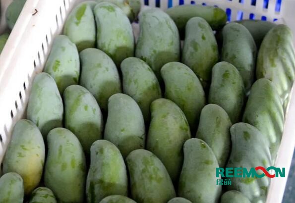 田東芒果是著名的熱帶水果，具有“熱帶果王”之美稱，田東縣土地肥沃、光熱充足、雨熱同季,是芒果栽培適宜的地區(qū)。田東縣百冠品牌的百色芒果，是廣西的著名商標(biāo)。百色市百冠芒果生態(tài)谷種植面積達(dá)2.1萬(wàn)畝，芒果產(chǎn)量大，隨著我國(guó)經(jīng)濟(jì)形勢(shì)越來(lái)越好，人工費(fèi)用逐年增加以及當(dāng)?shù)貏趧?dòng)力日漸短缺，芒果采后處理問(wèn)題越來(lái)越突出，依靠