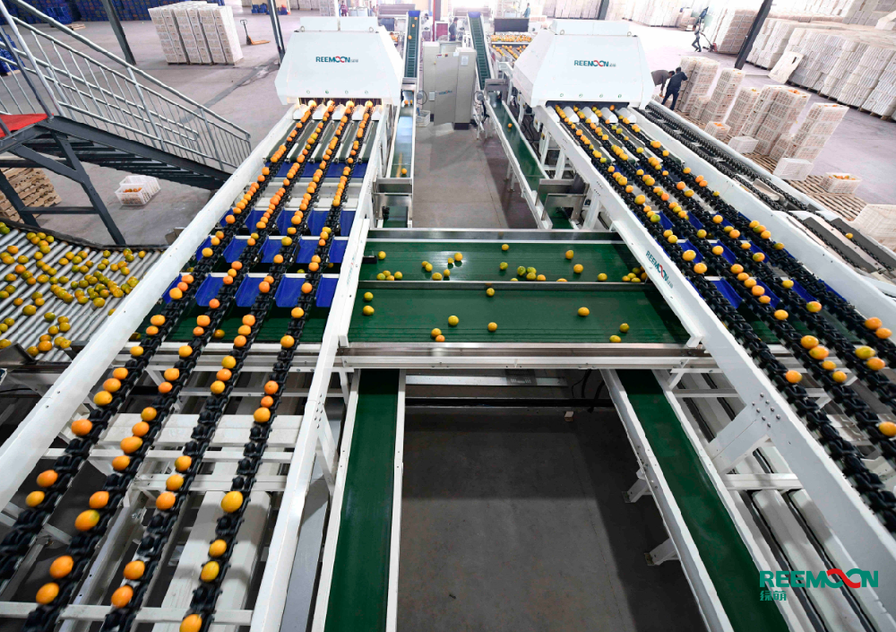 “十里西疇熟稻香，槿花籬落竹絲長(zhǎng)，垂垂山果掛青黃?！痹谮M南的某一處丘陵，綿延不絕的梯田上綠意延伸，墨綠的樹葉隨風(fēng)擺動(dòng)，葉與葉的間隙中一個(gè)個(gè)青澀的臍橙正探頭探腦。原本默默無(wú)聞的贛南靠著臍橙慢慢走進(jìn)國(guó)人的眼界，就在上個(gè)月贛南臍橙成功入選中歐地理標(biāo)志首批保護(hù)清單。是什么讓贛南臍橙從名不見經(jīng)傳到路人皆知？贛