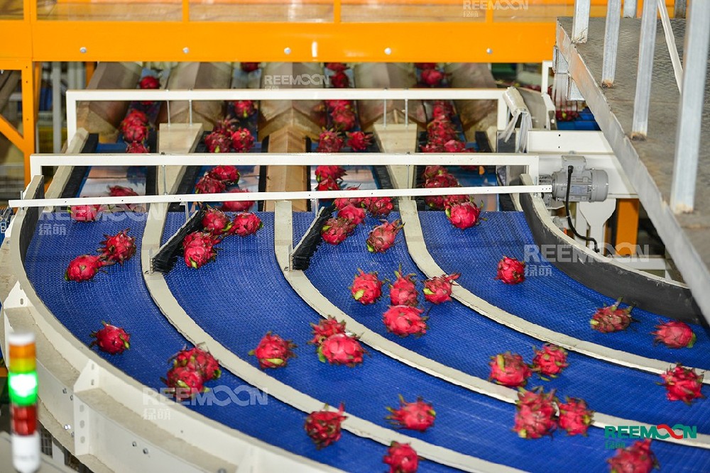 火龍果標(biāo)準(zhǔn)化分選線綠萌火龍果標(biāo)準(zhǔn)化分選線針對(duì)火龍果易被磕傷、碰傷，外表鱗片易藏污等特性，結(jié)合南寧的產(chǎn)業(yè)情況而特別定制，這條火龍果標(biāo)準(zhǔn)化分選線有別于其他火龍果分選線的設(shè)計(jì)，由自動(dòng)化柔性水入料、殺菌、高壓清洗、保鮮、風(fēng)干、智能分選、膠框清洗輸送等七大主要環(huán)節(jié)構(gòu)成，采用全新理念，每一環(huán)節(jié)都注重減少對(duì)水果的