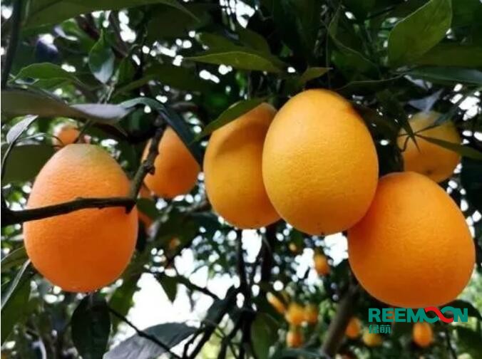 經過水果分揀設備排序后，一個橘子賣到8元！傍晚時分，一輛卡車停靠，剛從合作社和農民手中收來的臍橙被運到湖北省秭歸縣秭歸數(shù)字化臍橙分揀示范基地，開始了自己的智能水果分揀之路。進入智能水果分揀設備傳送帶后，進行清洗烘干、照片追蹤、數(shù)據(jù)采集、智能分揀.短短幾分鐘，不同大小、不同品質的臍橙，按照大小、