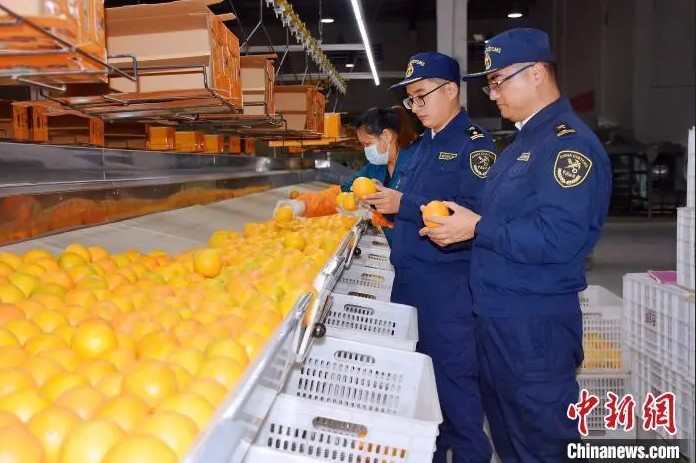 贛南臍橙，優(yōu)中選優(yōu)，走出國(guó)門，“美味”漂洋過海綠萌分選 讓您的水果好吃看得見中新網(wǎng)贛州11月26日電 (賀玉平 朱清華)南昌海關(guān)所屬龍南海關(guān)26日消息，贛南臍橙已遠(yuǎn)銷印度尼西亞、馬來西亞、泰國(guó)、新加坡等多個(gè)國(guó)家。 [海關(guān)工作人員查驗(yàn)出口臍橙 唐銀 攝.jpg]海關(guān)工作人員查驗(yàn)出口臍橙 唐 銀 攝近日