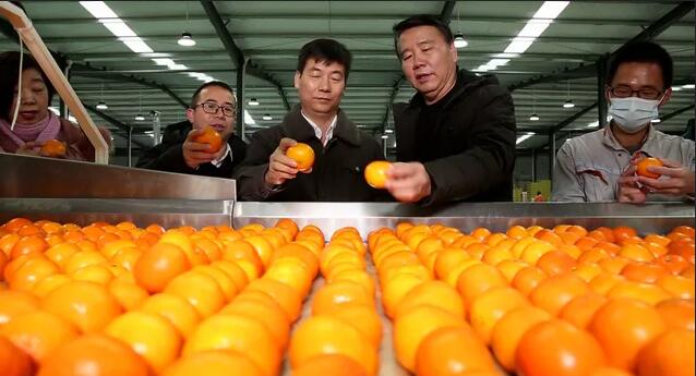 綠萌分選設(shè)備助力來賓柑橘實(shí)現(xiàn)標(biāo)準(zhǔn)化走向世界 名特優(yōu)農(nóng)產(chǎn)品（圣鮮果業(yè)）產(chǎn)銷對(duì)接發(fā)車儀式。 12月17日，來賓市舉行名特優(yōu)農(nóng)產(chǎn)品（圣鮮果業(yè)）產(chǎn)銷對(duì)接發(fā)車儀式，首批125噸優(yōu)質(zhì)砂糖橘、沃柑從來賓市國(guó)家現(xiàn)代農(nóng)業(yè)產(chǎn)業(yè)園出發(fā)，運(yùn)往新加坡、韓國(guó)、印度尼西亞及深圳等國(guó)內(nèi)外市場(chǎng)。 名特優(yōu)農(nóng)產(chǎn)品（圣鮮果業(yè)）的沃柑。 當(dāng)前正值