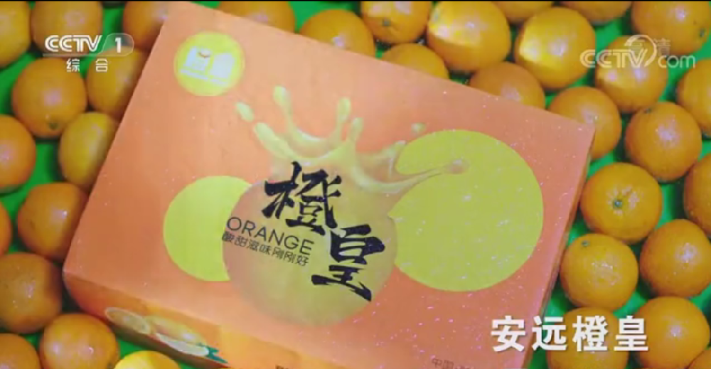 “橙皇”牌贛南臍橙登入央視一套 橙皇是唯一1家入選了央視一套黃金時(shí)段宣傳江西農(nóng)產(chǎn)品品牌展播的贛南臍橙品牌！橙皇一直堅(jiān)守著“三個(gè)標(biāo)準(zhǔn)襯托一個(gè)品牌”的產(chǎn)品理念，這是橙皇立足的根本，讓橙皇在行業(yè)具備領(lǐng)先優(yōu)勢(shì)。 目前能夠做到贛南臍橙全產(chǎn)業(yè)鏈打造、每一個(gè)節(jié)點(diǎn)精