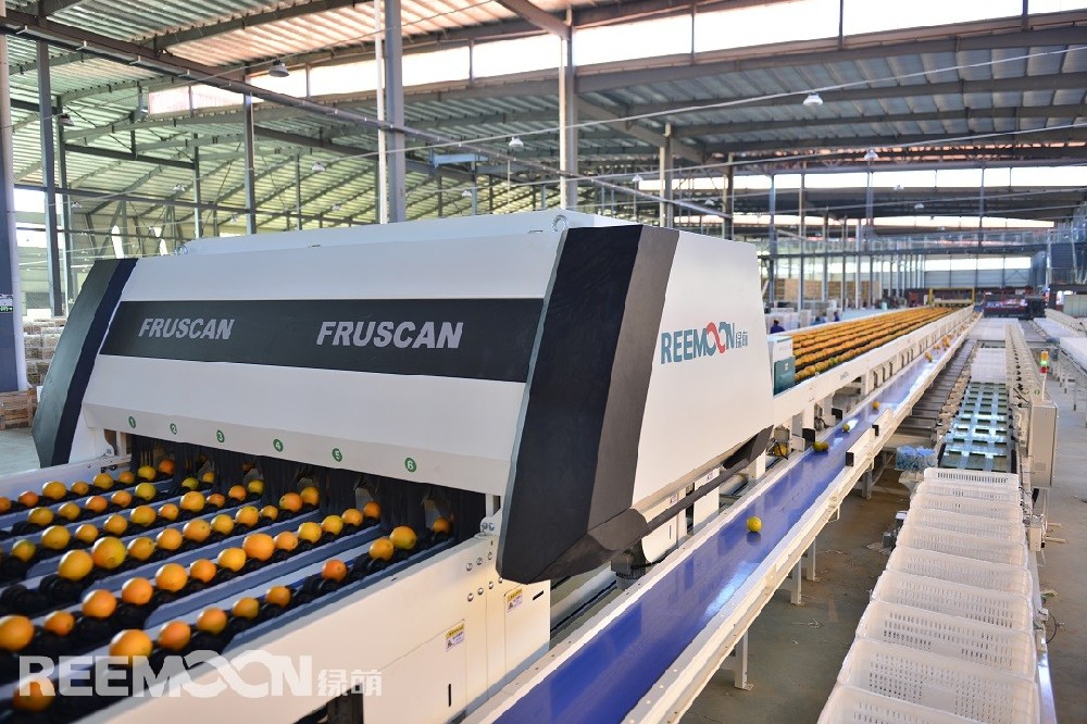 俗話說：“一分錢一分貨”，果品要賣個(gè)好價(jià)錢，就要在嚴(yán)格分級分等上下一番功夫。若果子分級分等不嚴(yán)格，那么整批貨源就會因優(yōu)劣混裝而只能按“劣等”果品降級處理。假若把一級果、二級果混裝在一起，那么整車貨就不能賣成一級果的錢，而只能是賣個(gè)二級果的價(jià)，這樣就把一車好果子都當(dāng)作一般果子賣掉了。實(shí)際上，我國