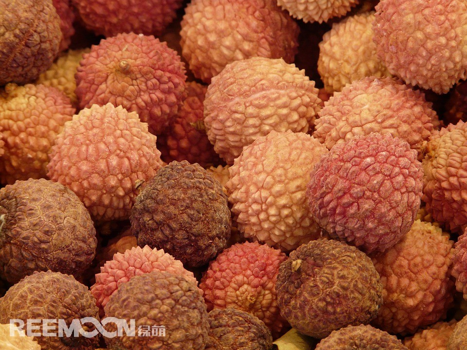 綜合多家媒體報(bào)道，今年荔枝主產(chǎn)區(qū)廣東高州、海南?？?、廣西玉林等地荔枝花全面盛開，長勢喜人，有望在2020年這個(gè)荔枝大年之后又接大年。今年1月初連續(xù)兩場寒流正中荔枝花芽分化所需，特別是為中晚熟荔枝的成花奠定了基礎(chǔ)。今年，廣東高州地區(qū)荔枝成花率達(dá)九成以上，且早、中、遲熟品種全面成花，為喜歡不同口味的消費(fèi)者帶來