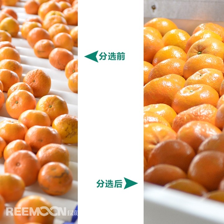 桂林興安引入綠萌沃柑智能分選線，給沃柑“做CT”，實(shí)現(xiàn)自動化、智能化分揀，讓效率翻一番、效益翻一番。嚴(yán)格把控沃柑品質(zhì)，持續(xù)為消費(fèi)者輸送質(zhì)量穩(wěn)定的成品。