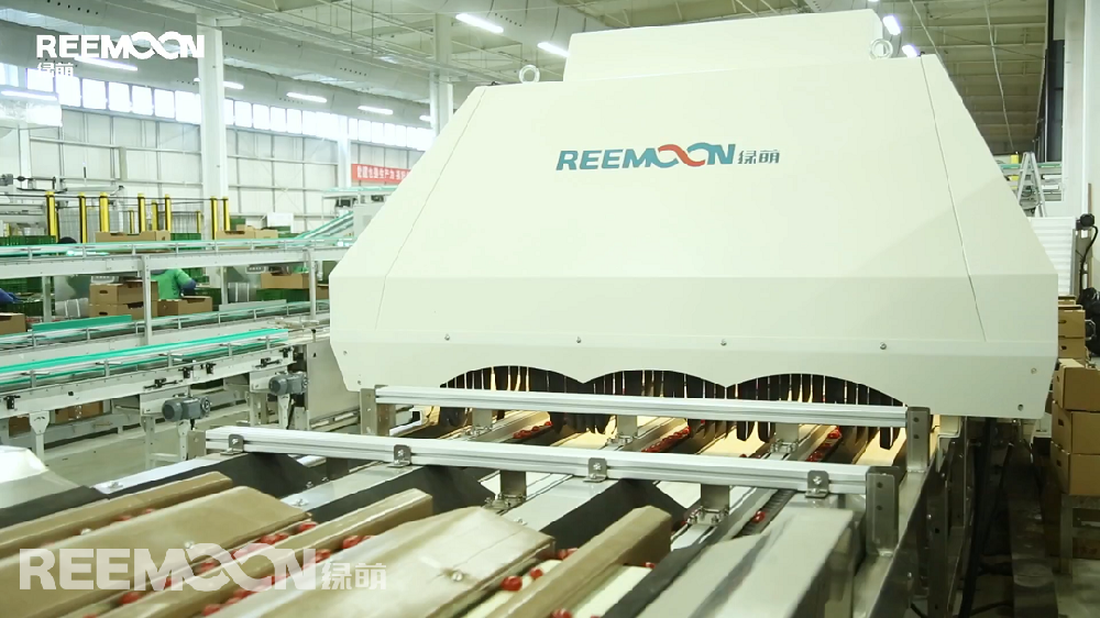 圣女果口感獨(dú)特，營養(yǎng)價值豐富，深受消費(fèi)者喜愛，市場前景廣闊，我國多地有種植。凱盛浩豐（德州）智慧農(nóng)業(yè)有限公司（以下簡稱凱盛浩豐）出貨的圣女果每盒大小一致、顏色均勻、皮表光澤、果肉新鮮。據(jù)悉，凱盛浩豐搭建的智慧農(nóng)業(yè)大棚目前是全國單體面積最大的蔬菜大棚，凱盛浩豐與盒馬鮮生、京津冀各大商超等合作，提