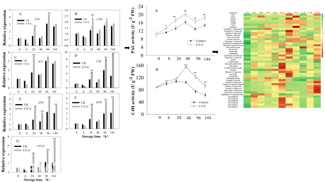 1617353237180681.jpg 櫻桃2.jpg