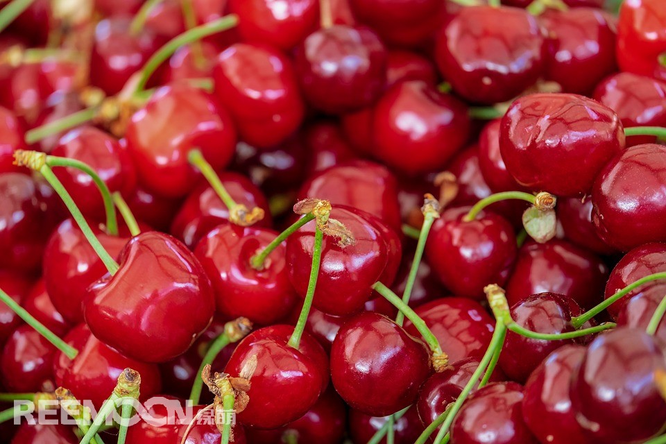 近日，國內(nèi)科學(xué)家發(fā)布科研新進(jìn)展，采摘后的甜櫻桃通過短波紫外線處理后，營養(yǎng)富集程度會有明顯改善。該研究由中國農(nóng)業(yè)科學(xué)院鄭州果樹研究所果品營養(yǎng)與功能團(tuán)隊(duì)完成，相關(guān)研究結(jié)果發(fā)表在《采后生物與技術(shù)（Postharvest Biology and Technology）》上。短波紫外線是一種簡單、安全、無污染的水果采后處理方法。通過短波