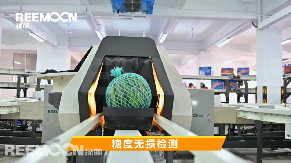 西瓜清爽可口，深受消費(fèi)者喜愛(ài)，幾乎是酷暑必備的水果之一。我們通常通過(guò)拍打西瓜來(lái)選西瓜，然而還是不能百分百購(gòu)買到滿意的西瓜。綠萌首條西瓜分選線在深圳市金津農(nóng)產(chǎn)品有限公司（以下簡(jiǎn)稱金津）投產(chǎn)使用，經(jīng)過(guò)綠萌糖度檢測(cè)的金津西瓜，消費(fèi)者不用“拍一拍”就能準(zhǔn)確地知道有多甜，再也不必?fù)?dān)憂拍不準(zhǔn)。金津擁有可