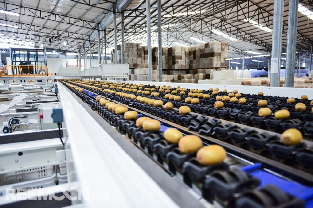 疫情給果蔬行業(yè)帶來了巨大挑戰(zhàn)，智利獼猴桃生產(chǎn)商CCF公司通過視頻，在供應(yīng)商江西綠萌科技控股有限公司的幫助下，自行安裝調(diào)試完成了一整套分選設(shè)備?！?019年，我受綠萌邀請到智利Agrizano包裝廠參加他們的新分選設(shè)備的演示”，CCF公司董事、智利獼猴桃委員會成員Felipe Espinosa說?！澳鞘俏业谝淮魏途G萌正式