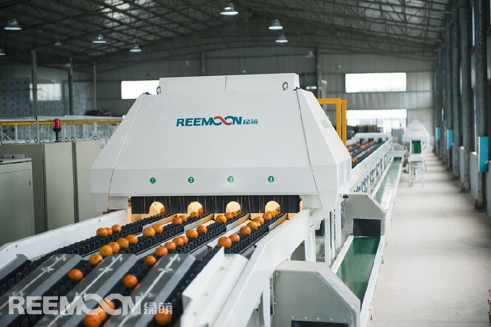 眼下正是柑桔的豐收季，云南賓川縣地處金沙江干熱河谷地帶，海拔高，光照足，晝夜溫差大的氣候條件成就了賓川的柑桔產(chǎn)量高、品質(zhì)好，出口訂單持續(xù)不斷。據(jù)悉，今年賓川柑桔的訂單目前達(dá)到3000多噸，價(jià)值2000多萬(wàn)，主要出口至越南、泰國(guó)、馬來(lái)西亞等“一帶一路”沿線國(guó)家，訂單比去年增加了10%以上。通常，我們從柑桔