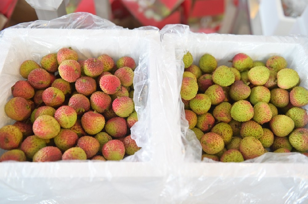 荔枝肉豐厚圓潤(rùn)，吃起來(lái)清香綿軟、鮮嫩多汁、清甜可口，深受消費(fèi)者喜愛(ài)。但荔枝保鮮期期短，易腐壞，一日而色變，二日而香變，三日而味變。短短幾日的保鮮期，荔枝到達(dá)消費(fèi)者手中需要經(jīng)歷采摘、剪枝、預(yù)冷、分揀、包裝、運(yùn)輸?shù)拳h(huán)節(jié)，把新鮮的荔枝送到消費(fèi)者手上，這意味荔枝需要迅速完成采摘、剪枝、預(yù)冷、分揀、包