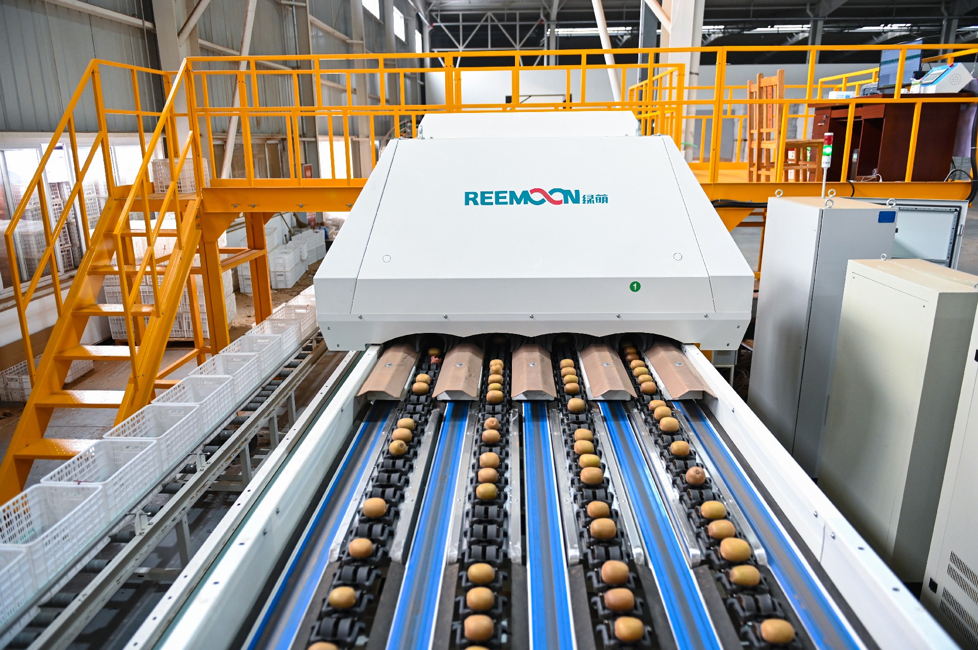 1624325731781007.jpg 獼猴桃.JPG