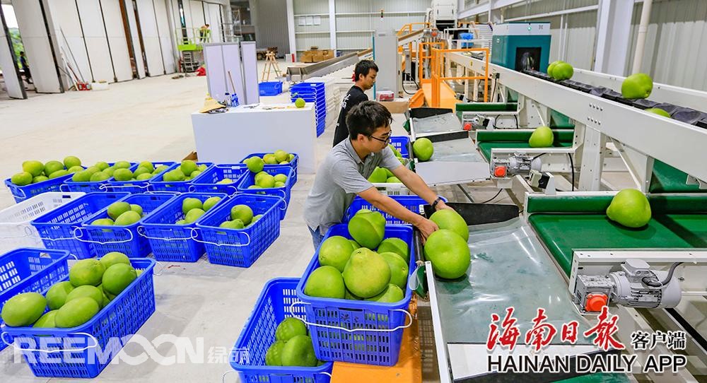 據(jù)海南日?qǐng)?bào)客戶端｜記者陳元才通訊員王家專(zhuān) 攝影報(bào)道 視頻剪輯 吳文惠在澄邁山口青柚基地，工作人員正在護(hù)理枝頭上的柚子，該基地的柚子即將上市。海南日?qǐng)?bào)記者 陳元才 攝8月13日，在澄邁山口青柚基地和“柚子夫婦”青柚基地，工作人員有的采摘青柚果打包上市，有的忙著護(hù)理枝頭上的柚子，為上市做準(zhǔn)備，忙得不亦樂(lè)乎