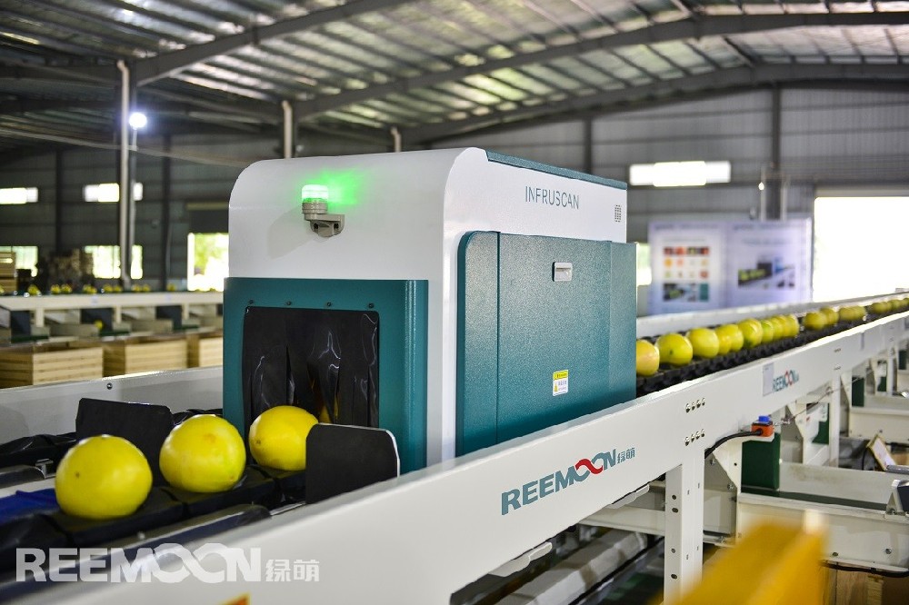 目前，我國是世界最大柚類主產(chǎn)國和消費(fèi)國，柚類產(chǎn)業(yè)總產(chǎn)值超過千億元，已經(jīng)成為我國南方地區(qū)農(nóng)業(yè)農(nóng)村經(jīng)濟(jì)發(fā)展的重要支柱產(chǎn)業(yè)之一。近年來，我國柚果發(fā)展情況良好，但仍存在些許問題，柚類產(chǎn)業(yè)化程度低、生產(chǎn)配套設(shè)施有待完善、商品化處理程度低。柚果消費(fèi)以傳統(tǒng)生鮮消費(fèi)為主的情況下，可從市場破解柚果產(chǎn)業(yè)發(fā)展之難，從市場