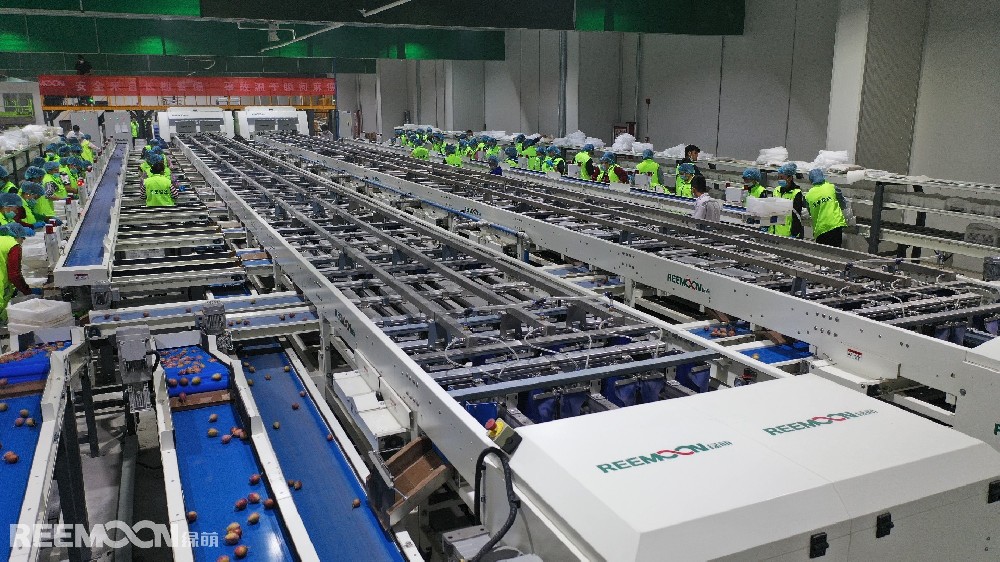 “以前新梅采摘下來(lái)，大伙兒在田里手工分類(lèi)包裝，又累又慢?，F(xiàn)在有了自動(dòng)流水線，采摘后咱們?cè)趶S房里看著機(jī)器揀，果子處理得又快又漂亮，賣(mài)的價(jià)格都更好了?！痹诩庸S員工麥爾哈巴·麥麥提眼中，這是伽師新梅“遇見(jiàn)”現(xiàn)代產(chǎn)業(yè)鏈后最直觀的感受。8月16日，喀什東來(lái)農(nóng)業(yè)發(fā)展有限公司的新梅加工流水線上，工人正在忙碌（圖中設(shè)