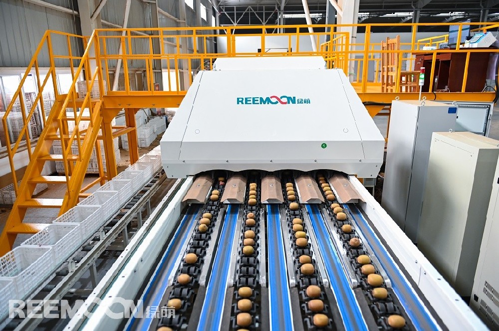 獼猴桃市場展望：發(fā)展前景良好20世紀(jì)，獼猴桃在世界范圍興起，我國獼猴桃發(fā)展也十分迅速，產(chǎn)量穩(wěn)居世界第一，獼猴桃已經(jīng)逐步成為市場主流水果。我國獼猴桃產(chǎn)量雖位居全球第一，但進(jìn)口卻呈逐年增加的趨勢，由此可知我國獼猴桃產(chǎn)量存在極大缺口，需要從國外進(jìn)口以彌補(bǔ)缺口，這充分表明整個產(chǎn)業(yè)有著良好的發(fā)展空間與前景，及在