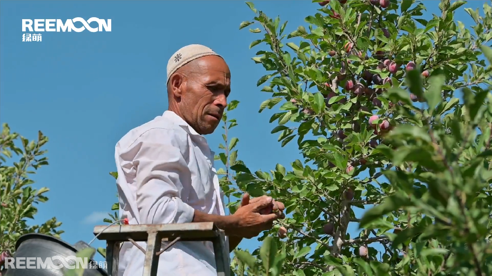8月，新疆伽師縣的西梅掛滿枝頭，迎接來(lái)自全國(guó)四面八方的客商。作為新疆水果界的“后起之秀”伽師西梅，已經(jīng)跨越天山被帶往中國(guó)最繁華的一、二線城市和國(guó)外市場(chǎng)。 近年來(lái)，伽師縣委、縣政府因勢(shì)利導(dǎo)實(shí)施優(yōu)勢(shì)資源轉(zhuǎn)換戰(zhàn)略，加大產(chǎn)業(yè)結(jié)構(gòu)調(diào)整力度，按照“優(yōu)化產(chǎn)業(yè)結(jié)構(gòu)、