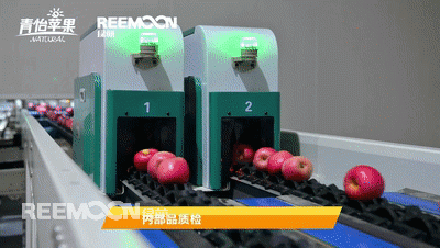 “我家住在黃土高坡，大風(fēng)從坡上刮過(guò)?！焙芏嗳藢?duì)于陜西的印象還停留在《黃土高坡》這首歌上。其實(shí)并非如此，如今的陜西就像是一個(gè)大型的果園，種滿了南北方的水果，是我國(guó)水果第一大省，其中蘋果種植面積最為廣闊。在陜西的洛川縣，農(nóng)民收入的95%都源于蘋果產(chǎn)業(yè)，“可以連皮吃”的青怡蘋果的源頭便是出自那里。青怡蘋果有著