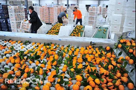 中國作為柑橘的重要原產(chǎn)地之一，資源豐富，優(yōu)良品種繁多，有4000多年的栽培歷史。經(jīng)過長期栽培、選擇，柑橘成了人類的珍貴果品。?一、柑桔產(chǎn)量提高，深加工優(yōu)化據(jù)統(tǒng)計，在世界柑桔總產(chǎn)量中，用于加工的柑桔約占35%，目前我國柑橘深加工產(chǎn)業(yè)尚不完備，與發(fā)達國家相比還有較大差距，隨著技術(shù)進步，柑橘產(chǎn)量提高，我國柑橘加工