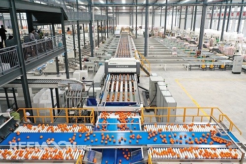 我國雖然是水果生產(chǎn)和消費大國，但水果產(chǎn)業(yè)在過去并沒有被重視，許多水果從業(yè)人員對此應該是深有體會，包括知名水果品牌百果園董事長余惠勇也曾在演講中感慨，水果產(chǎn)業(yè)的重要性在中國沒有得到應有的重視。隨著社會經(jīng)濟的發(fā)展，如今水果產(chǎn)業(yè)在國民經(jīng)濟中已經(jīng)占據(jù)越來越高的地位。如今再來看水果產(chǎn)業(yè)，又會有新一番的感受，尤