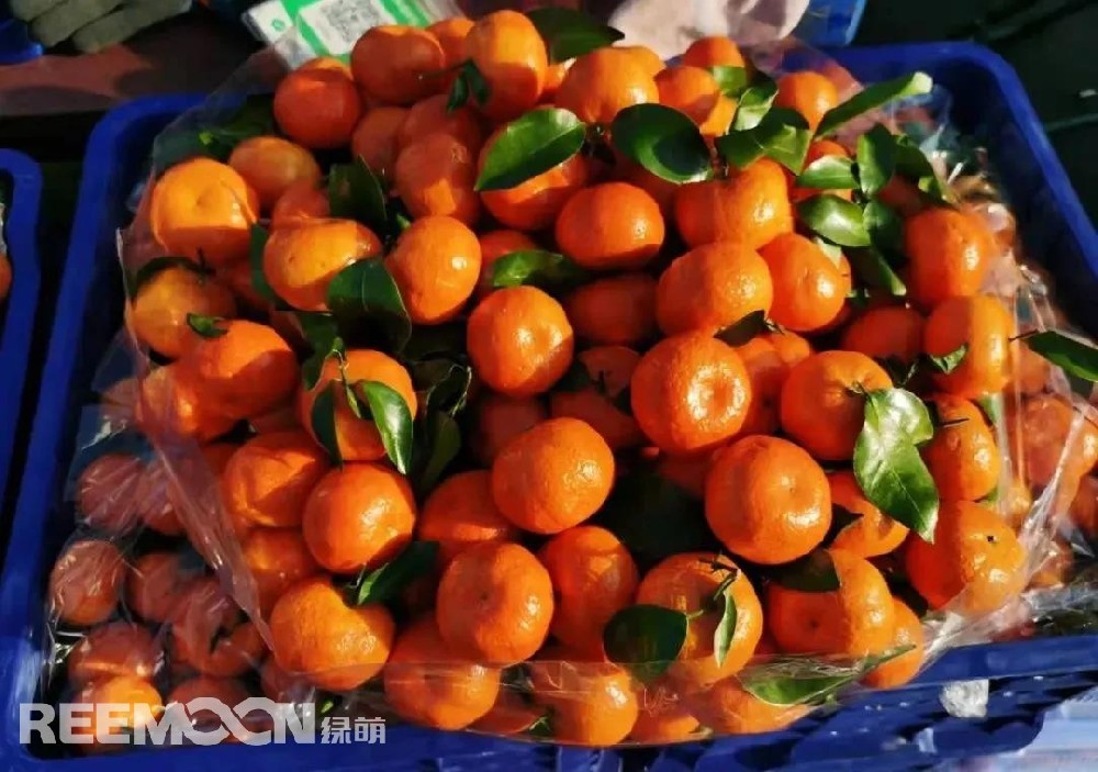 12月14日，新發(fā)地市場砂糖桔批發(fā)價是2-4元/斤，比上周同期（12月7日）3.3-5.5元/斤下降59.46%；比去年同期的2.5-4.5元/斤下降14.28%。每年新發(fā)地市場內砂糖桔的銷售期從當年10月下旬開始至來年4月結束?，F(xiàn)在市場銷售的砂糖桔主要來自廣西賀州、來賓、西林縣等地區(qū)，還有少部分來自廣東茂名及四會。由于近期砂糖桔逐步進入上