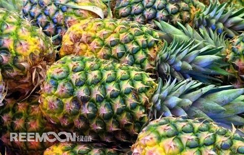 即將到來的3-5月是菠蘿大量成熟的季節(jié)，但是本月中旬已有幾十家采購商應邀前往徐聞考察，帶動起一波菠蘿采購潮。2月12日，徐聞縣向全球采購商發(fā)出《來自“菠蘿的?！钡男拧芬l(fā)熱烈反響。十多家境內外媒體紛紛轉發(fā)點贊，不少外地采購商“搶鮮”登門。短短3天時間，已經(jīng)有來自遼寧、山東、山西、陜西、四川、河南、上海等地的