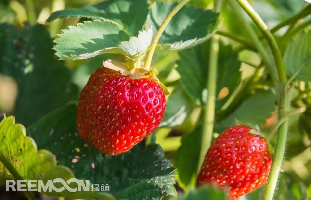 隨著人均消費支出的增加和飲食消費升級，消費者對高品質水果的需求日益增加。健康意識的增強也使得人們更加關注食品的安全和產(chǎn)源，消費者愿意為優(yōu)質美味的水果支付高昂的溢價。同時，得益于供應鏈的發(fā)展和冷鏈倉儲物流技術的升級，配送時效提升，水果損耗率降低，消費者可以及時享受到新鮮高品質水果。此外，伴隨互聯(lián)網(wǎng)及電