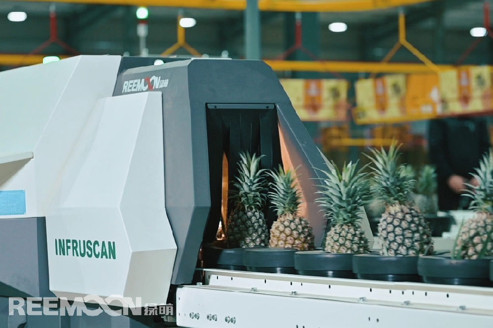 因多次被檢出有害生物，大陸自2021年3月暫停臺(tái)灣地區(qū)菠蘿輸入，島內(nèi)菠蘿外銷就此成為“老大難”。據(jù)香港“中通社”報(bào)道，近日，臺(tái)灣菠蘿于日本市場(chǎng)再度遭遇“滑鐵盧”，由于病蟲(chóng)害多、發(fā)霉“黑心”現(xiàn)象頻傳，致使菠蘿價(jià)格一降再降。據(jù)報(bào)道，自大陸暫停臺(tái)灣菠蘿輸入后，日本逐漸成為其主要外銷市場(chǎng)。然而今年以來(lái)，臺(tái)灣出口日