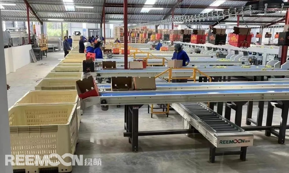 南非時(shí)間6月17日18:30，金豹果業(yè)基地屬下的金豹包裝廠舉行了隆重的開業(yè)典禮，經(jīng)歷整整6年的籌備，金豹包裝廠終于在一眾嘉賓的關(guān)注下迎來它的“處女秀”。金豹果業(yè)基地運(yùn)營經(jīng)理內(nèi)維爾·史密斯（Neville Smith）、博達(dá)果業(yè)（香港）有限公司代表皮爾尼夫·施密特（Pierneef Smit）出席了典禮并發(fā)表致辭，金豹果業(yè)的姐妹公司南非