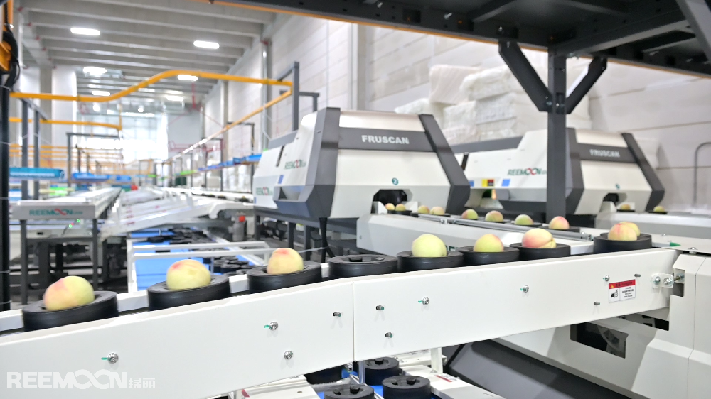 夏季好“豐”景,甜蜜好時(shí)光。在這個(gè)瓜果飄香的季節(jié)，奉化“歡喜奉桃”在眾多水果中C位出道。表面吹彈可破、色澤粉中透紅、輪廓飽滿圓潤、桃尖小巧精致，是“歡喜奉桃”的最基本的外觀標(biāo)準(zhǔn)。但隨著消費(fèi)者對(duì)水果品質(zhì)的要求越來越高，保證水果品質(zhì)的穩(wěn)定性變得至關(guān)重要，這也成為了“歡喜奉桃”品牌運(yùn)營商奉化農(nóng)商發(fā)展集團(tuán)所面