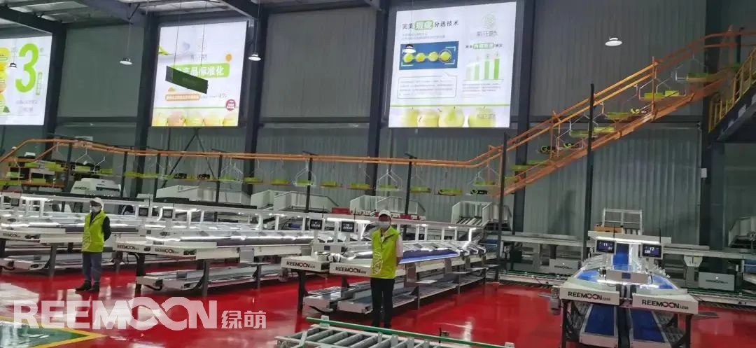 1663032443799189.jpg 圖為:綠萌玉露香梨數(shù)字化呵福式分選線.jpg