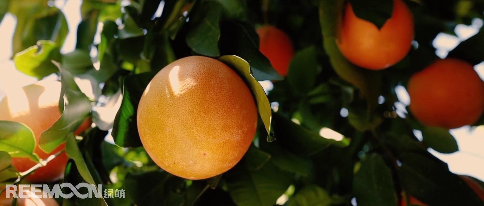 1689153908160861.jpg 圖片2.jpg