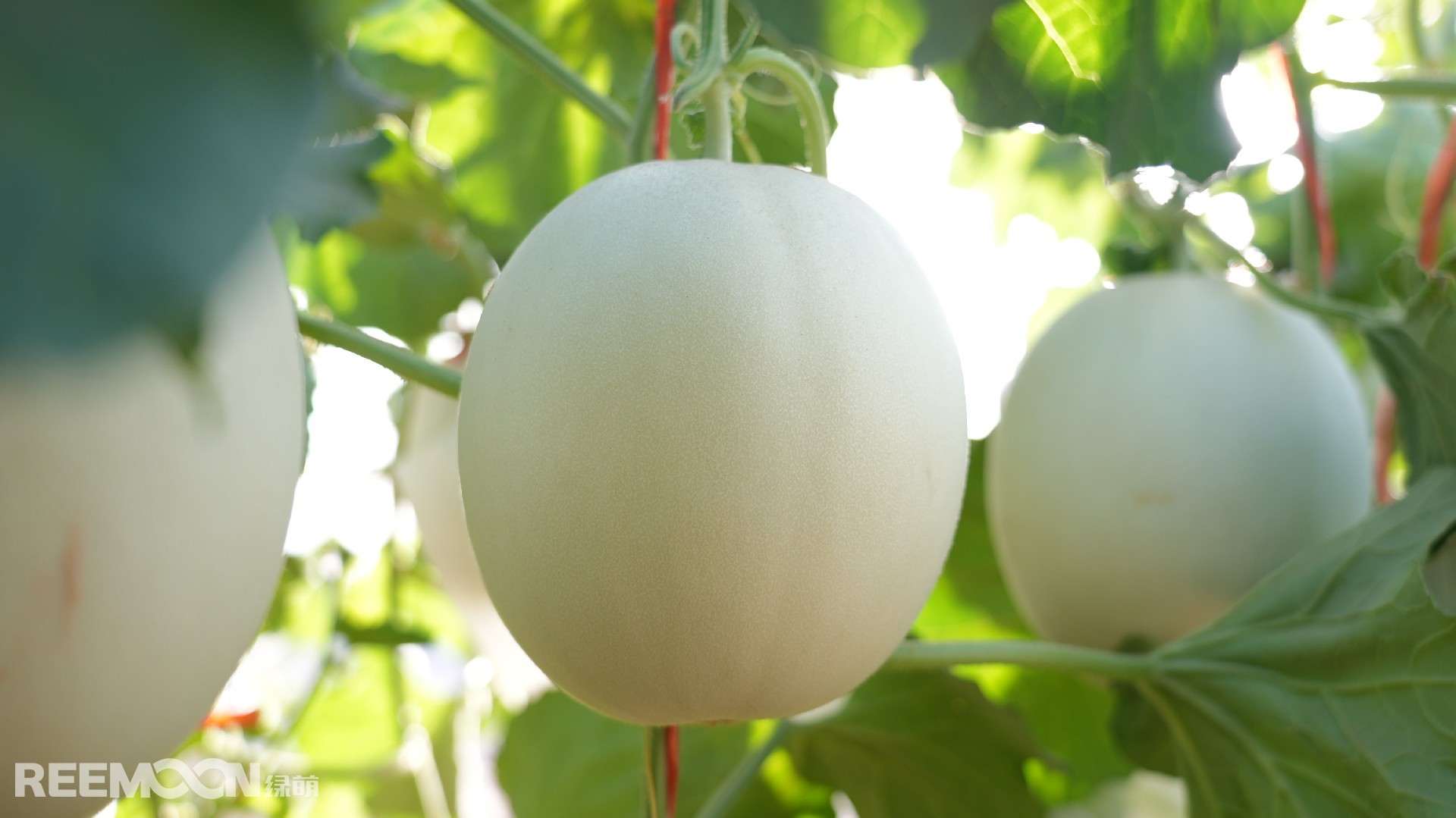 1689842751467127.jpg 圖片1.jpg