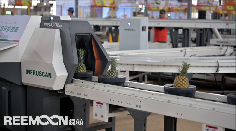 “徐聞喊你吃菠蘿，果蔬分選技術(shù)為徐聞菠蘿品牌建設(shè)錦上添花