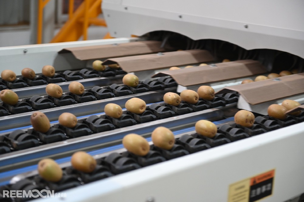 陜西周至縣南依秦嶺，北臨渭水，日照充足，雨水充沛，土壤肥沃，周至獼猴桃細(xì)膩多汁、酸甜可口，周至縣也是世界公認(rèn)的獼猴桃最佳優(yōu)生區(qū)和最大的生產(chǎn)基地之一。近年來(lái)，周至縣大力發(fā)展獼猴桃產(chǎn)業(yè)，獼猴桃已發(fā)展成為周至縣全面推進(jìn)鄉(xiāng)村振興的特色主導(dǎo)產(chǎn)業(yè)。以陜西楊氏農(nóng)業(yè)發(fā)展有限公司（以下簡(jiǎn)稱(chēng)“楊氏農(nóng)業(yè)”）為典型的企業(yè)，