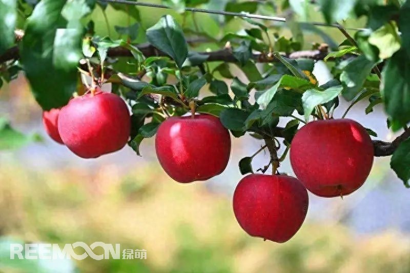 中國(guó)是世界上最大的蘋(píng)果生產(chǎn)國(guó)，也是全球最大的蘋(píng)果消費(fèi)國(guó)。每年的7-9月是蘋(píng)果大量采摘上市的季節(jié)，蘋(píng)果產(chǎn)地分布范圍廣，河北、山東、陜西、山西、甘肅、新疆等地區(qū)均大量種植，年產(chǎn)量超過(guò)4000萬(wàn)噸。中國(guó)的蘋(píng)果產(chǎn)業(yè)鏈較為完整，涵蓋了種植、采摘、分選、包裝、加工和銷(xiāo)售等環(huán)節(jié)。蘋(píng)果采后分選實(shí)現(xiàn)了蘋(píng)果品質(zhì)標(biāo)準(zhǔn)化處理，提高