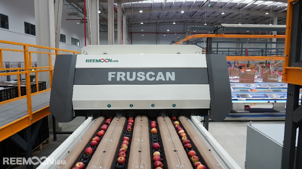 8月的烏蒙山區(qū)，沉甸甸的蘋(píng)果掛滿(mǎn)枝頭，這里是云南省昭通市魯?shù)榭h，中國(guó)南方優(yōu)質(zhì)蘋(píng)果的生產(chǎn)基地。這里地處烏蒙山區(qū)腹地海拔1950米至2200米，被譽(yù)為“蘋(píng)果之城”。低緯度、高海拔的高原氣候類(lèi)型，是蘋(píng)果最佳種植區(qū)。光照充足，土質(zhì)肥沃，晝夜溫差大，產(chǎn)出的蘋(píng)果色澤鮮艷、甜酸適度、肉質(zhì)細(xì)膩、鮮嫩多汁。眼下，正是昭通蘋(píng)果大