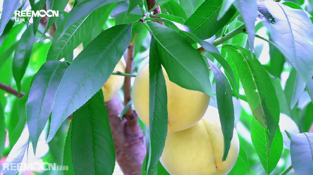 初秋時(shí)節(jié)，德新鎮(zhèn)的高山生態(tài)黃桃也迎來(lái)了大量成熟上市的季節(jié)，滿(mǎn)園桃樹(shù)枝葉繁茂，一顆顆拳頭大小的黃桃掛滿(mǎn)枝頭，陣陣桃香令人“桃”醉。負(fù)責(zé)采摘的工人們穿梭在桃林間，正忙著將成熟的黃桃采收、裝筐、運(yùn)輸。德新鎮(zhèn)位于貴州省黔南州貴定縣，環(huán)境優(yōu)越，雨量充沛，氣候溫和，是高山生態(tài)黃桃種植的最佳適宜區(qū)，產(chǎn)出的黃桃以皮