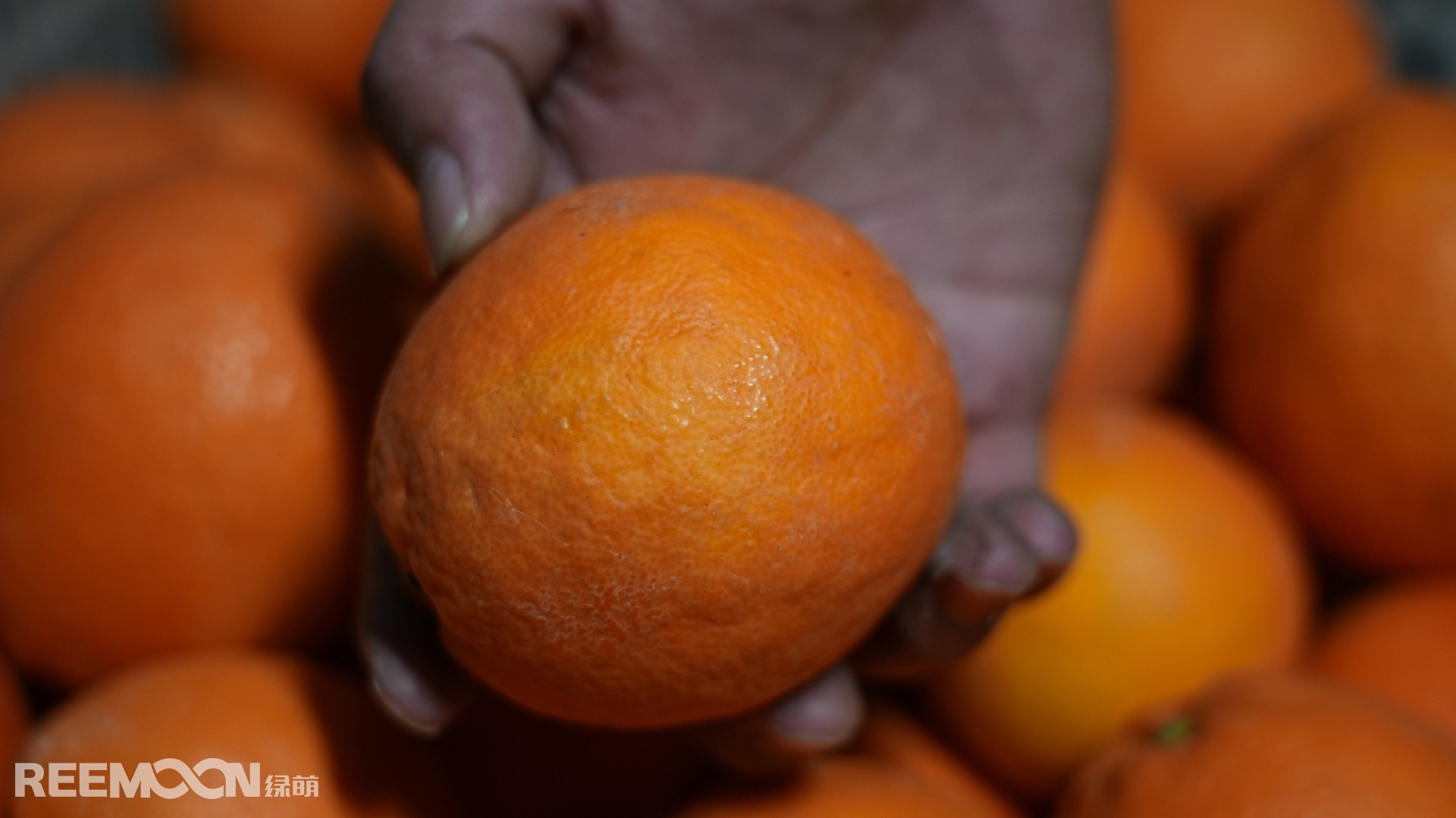 1705310005193444.jpg 臍橙內(nèi)裂.JPG