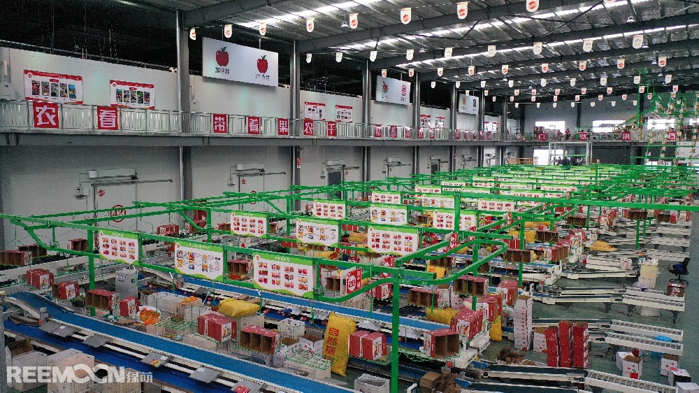 6月11日，走進(jìn)洛川縣蘋(píng)果現(xiàn)代產(chǎn)業(yè)園區(qū)，在延安自然搭檔農(nóng)業(yè)發(fā)展有限公司智能分選車間，機(jī)械轟鳴，人頭攢動(dòng)，幾十名工人有條不紊地在分選線上忙碌著。一個(gè)個(gè)色澤紅潤(rùn)、大小勻稱的蘋(píng)果，正通過(guò)圓形硅膠托盤(pán)運(yùn)上智能選果線，經(jīng)過(guò)檢測(cè)通道依次歸位，按照重量、甜度等被分成數(shù)個(gè)等級(jí)。工人們麻利地把分級(jí)后蘋(píng)果擺放至果箱內(nèi)，進(jìn)行