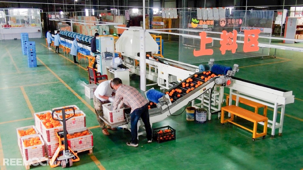 眼下，在寧波市象山縣曉塘鄉(xiāng)，被稱作“橘中頂流”的紅美人正處于“高甜時(shí)刻”，其價(jià)格也高于一般的橘子。紅美人到底“紅”在哪？又是如何成為當(dāng)?shù)赜忻闹赂还?？讓我們循著果香，跟隨央廣網(wǎng)的鏡頭，一起探尋其中的奧秘。象山是中國(guó)柑橘之鄉(xiāng)，曉塘鄉(xiāng)則是國(guó)內(nèi)紅美人柑橘的發(fā)源地，成功掛牌“中國(guó)第一棵紅美人”，建成省級(jí)柑橘