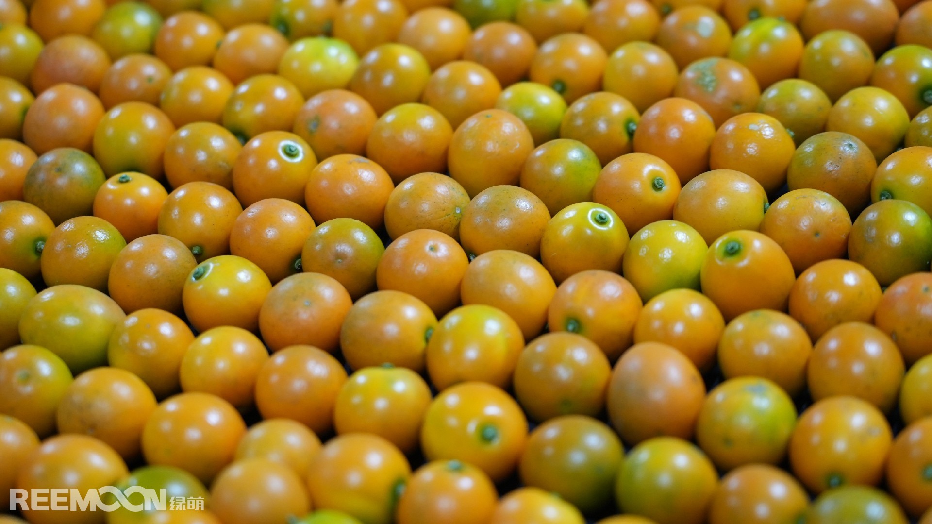 1737623662151810.jpg DSC00390.JPG