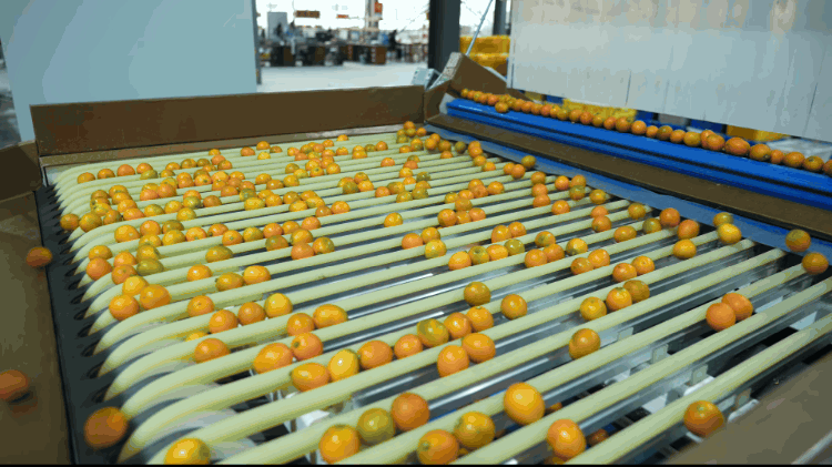 1737623748186577.gif 金桔分選.gif