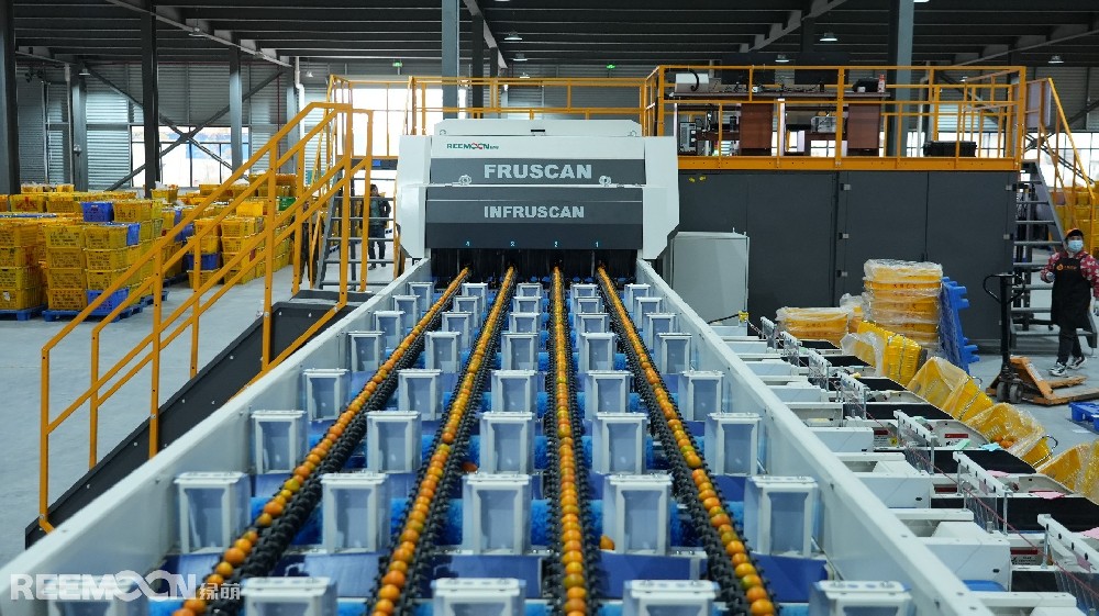 近年來，融安金桔產(chǎn)業(yè)一路高歌猛進。根據(jù)廣西農業(yè)農村廳數(shù)據(jù)顯示，2024年融安金桔種植面積達到22.6萬畝，總產(chǎn)量預計達26.2萬噸，產(chǎn)值36億元，全產(chǎn)業(yè)鏈產(chǎn)值逼近100億元。在這股融安金桔的風口上，唯有抓住機遇，果斷出擊，方可搶占先機。作為打造了“大桔已定”這一知名品牌的廣西融安螞蟻農業(yè)發(fā)展有限公司（以下簡稱“螞蟻農