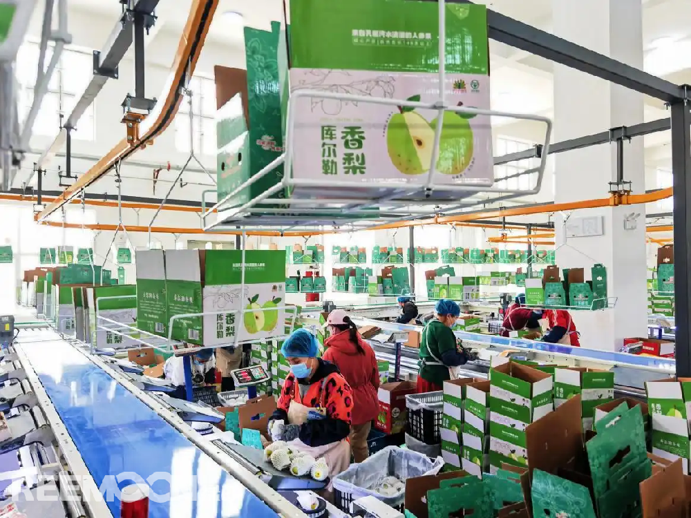 每個香梨都被放在專屬的小托盤里，從傳送帶上“走”到電腦稱重的“過道”里，被分為180克以上、160克至180克、140克至160克、120克至140克、100克至120克等各個規(guī)格，分為不同級別后，一個個香梨“躺”著被電腦指令輸送到不同的級別通道中，順著傳送帶就送到了包裝工人的手邊，他們再一個個套上保鮮紙和發(fā)泡網(wǎng)，頭頂上傳送的