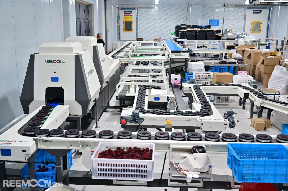 眼下正值仙居楊梅豐收季，橫溪鎮(zhèn)坎頭村交易市場客商如織。作為仙居四大楊梅基地之一，坎頭村坐擁3000畝楊梅林，其中東魁楊梅年產(chǎn)量穩(wěn)居全縣榜首，連續(xù)多年斬獲“楊梅王”稱號。然而傳統(tǒng)銷售模式一度讓坎頭村楊梅陷入瓶頸。2024年，臺州御農(nóng)農(nóng)業(yè)發(fā)展有限公司（以下簡稱“臺州御農(nóng)農(nóng)業(yè)”）總經(jīng)理王旭偉帶領(lǐng)直播團隊返鄉(xiāng)，為百